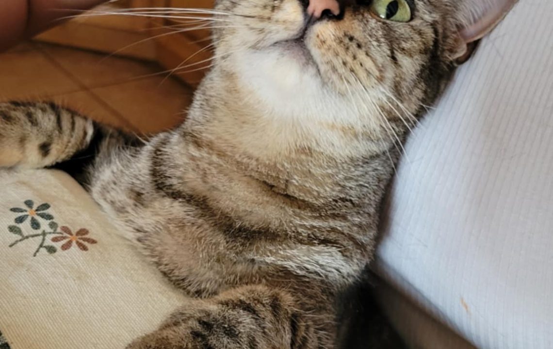 Chat tigré affectueux nommé Nevada, blotti contre une personne, regard curieux vers le haut.