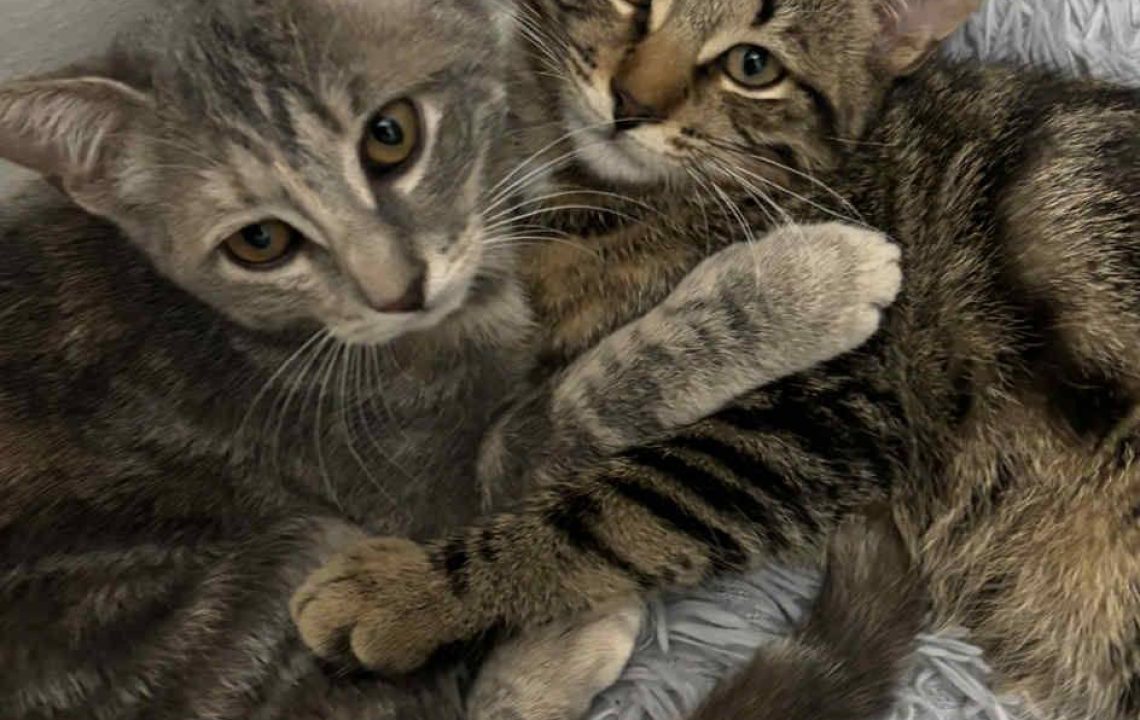 Arthur et Opale, duo inséparable de chatons à adopter, blottis l’un contre l’autre sur un plaid douillet.