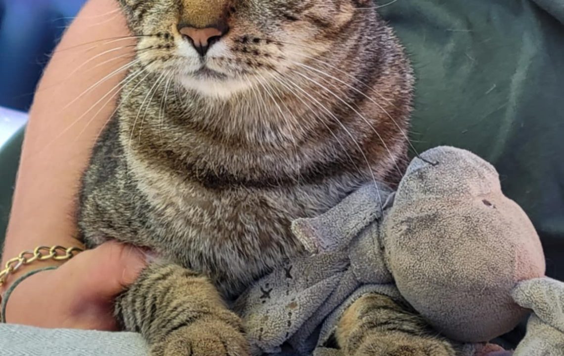 Chat tigré nommé Nevada, paisible dans les bras d’une personne, tenant une peluche.