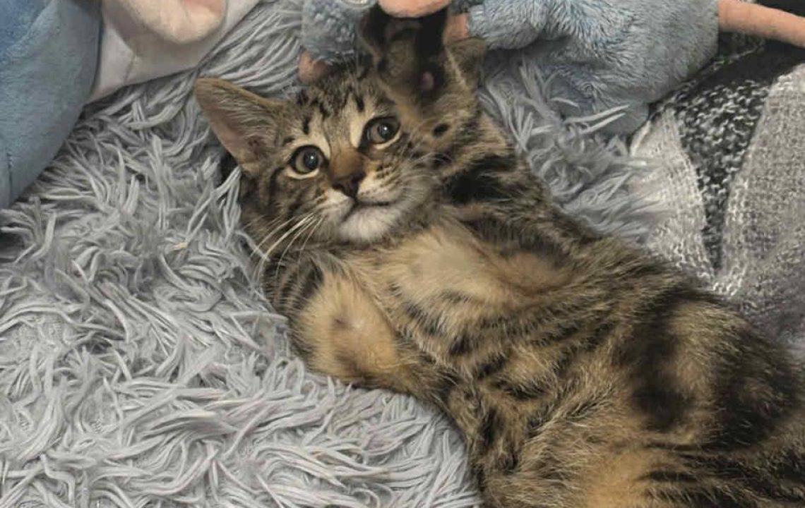 Arthur, chaton tigré en attente d’adoption, allongé sur un plaid gris entouré de jouets.