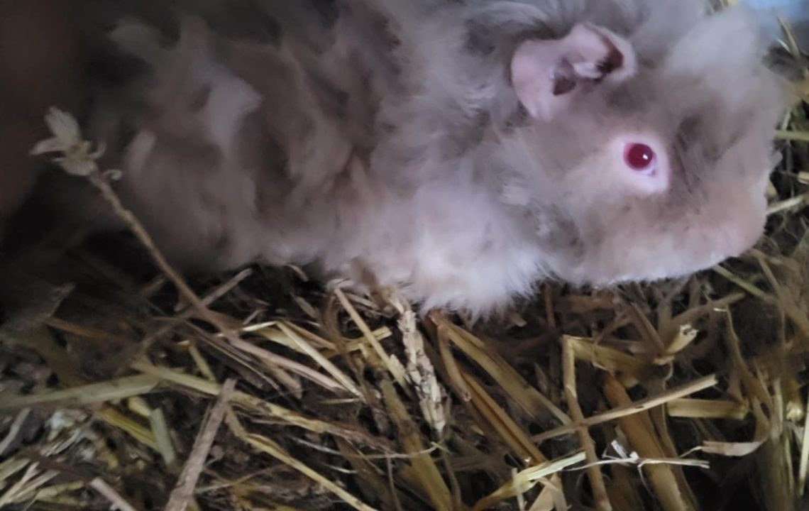 Anatole, cochon d’Inde à poils longs, pelage beige et yeux rouges, posé dans la paille.