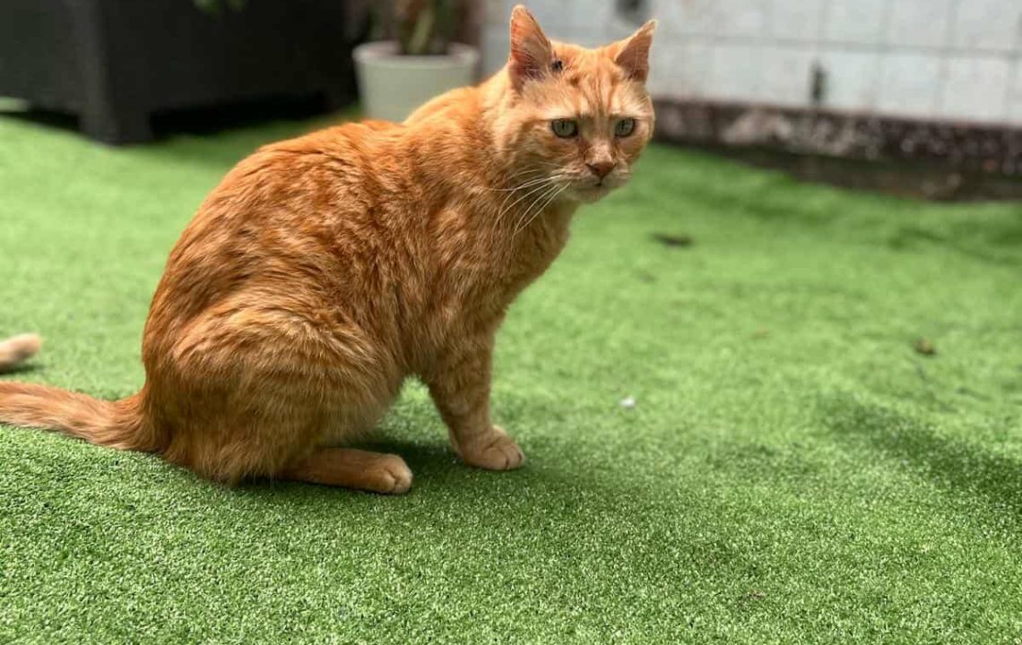 Pompon, chat senior roux à adopter à Lille, assis dans une cour extérieure sur du gazon synthétique.