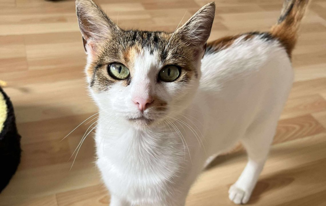 Chat adulte à adopter à Fretin : Arriet, chatte tricolore curieuse et sociable, debout sur un parquet clair.