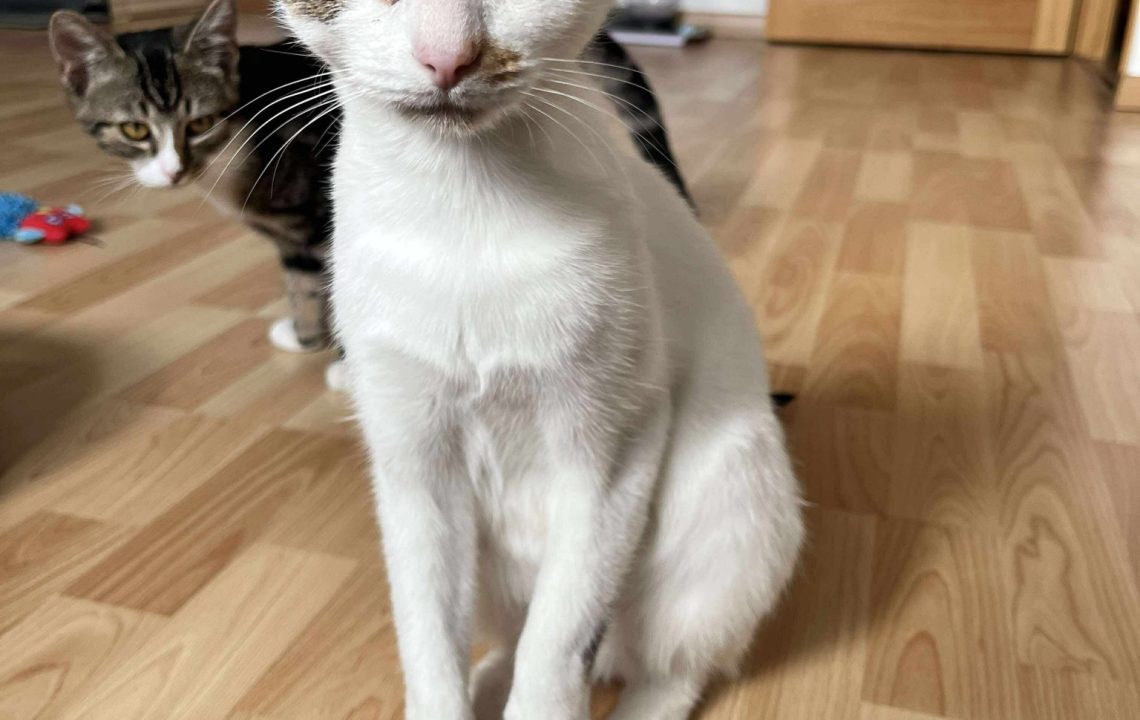 Portrait d’Arriet, chat adulte à adopter dans le Nord, avec un autre chat à l’arrière-plan