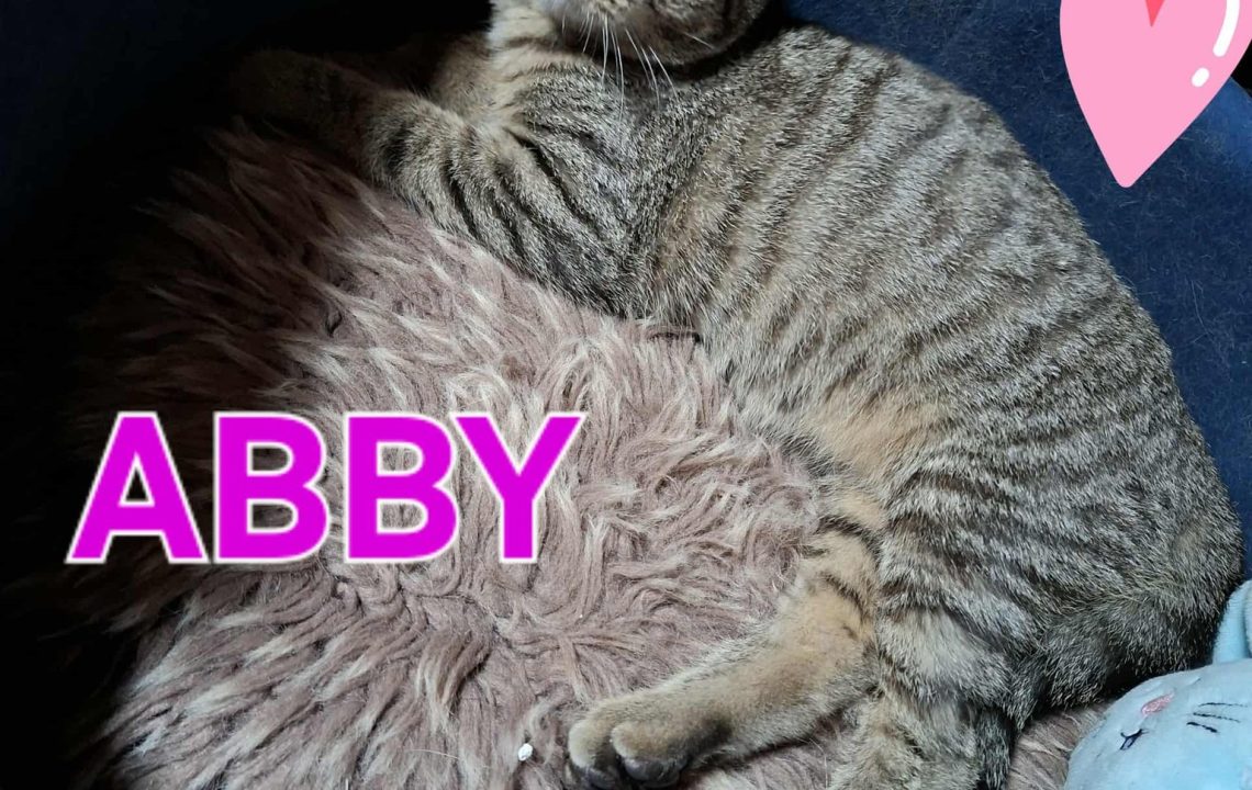 Abby adorable chatonne nous montre son ventre pour des calins, à l'adoption sous l'association les amis d'Ivar.