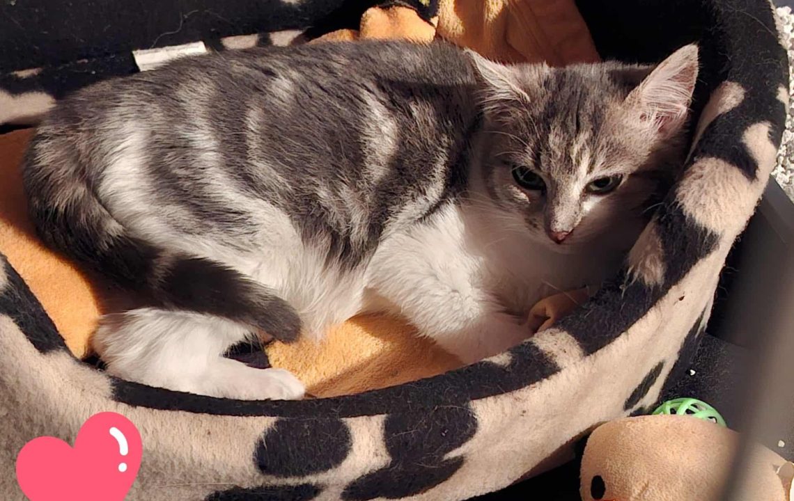 Avril qui se cache dans son panier, chat à l'adoption sous l'association les amis d'Ivar