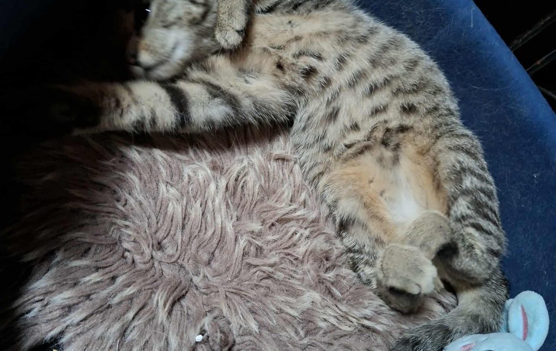 Abby adorable chatonne nous montre son ventre pour des calins, à l'adoption sous l'association les amis d'Ivar.