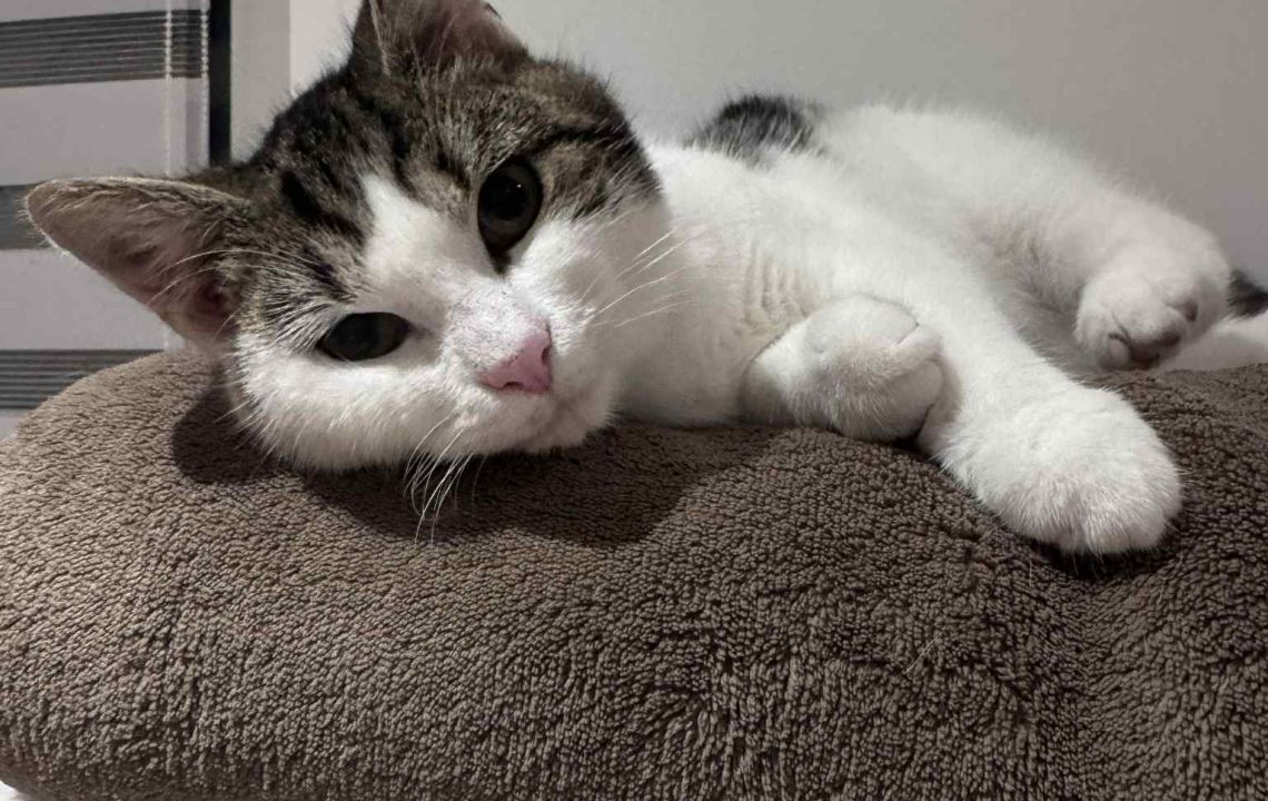 Saika est couché sur son arbre. Elle est à l'adoption sous l'association les amis d'Ivar dans la catégorie chat.