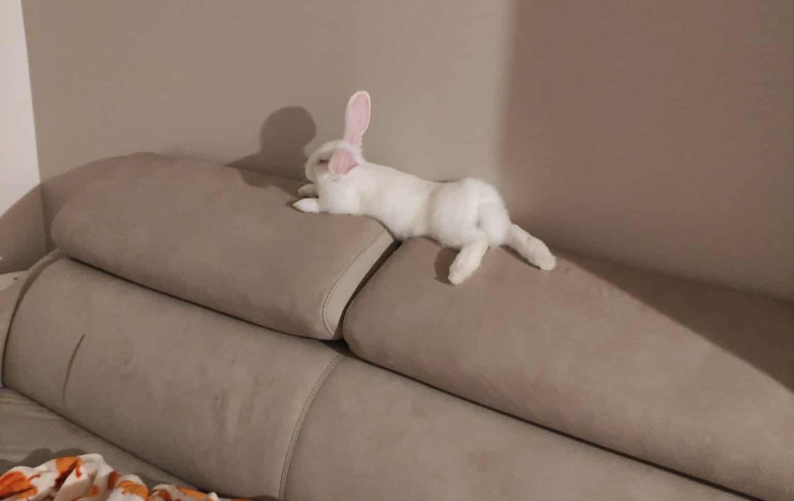 Ponpon est allongé en haut du canapé.