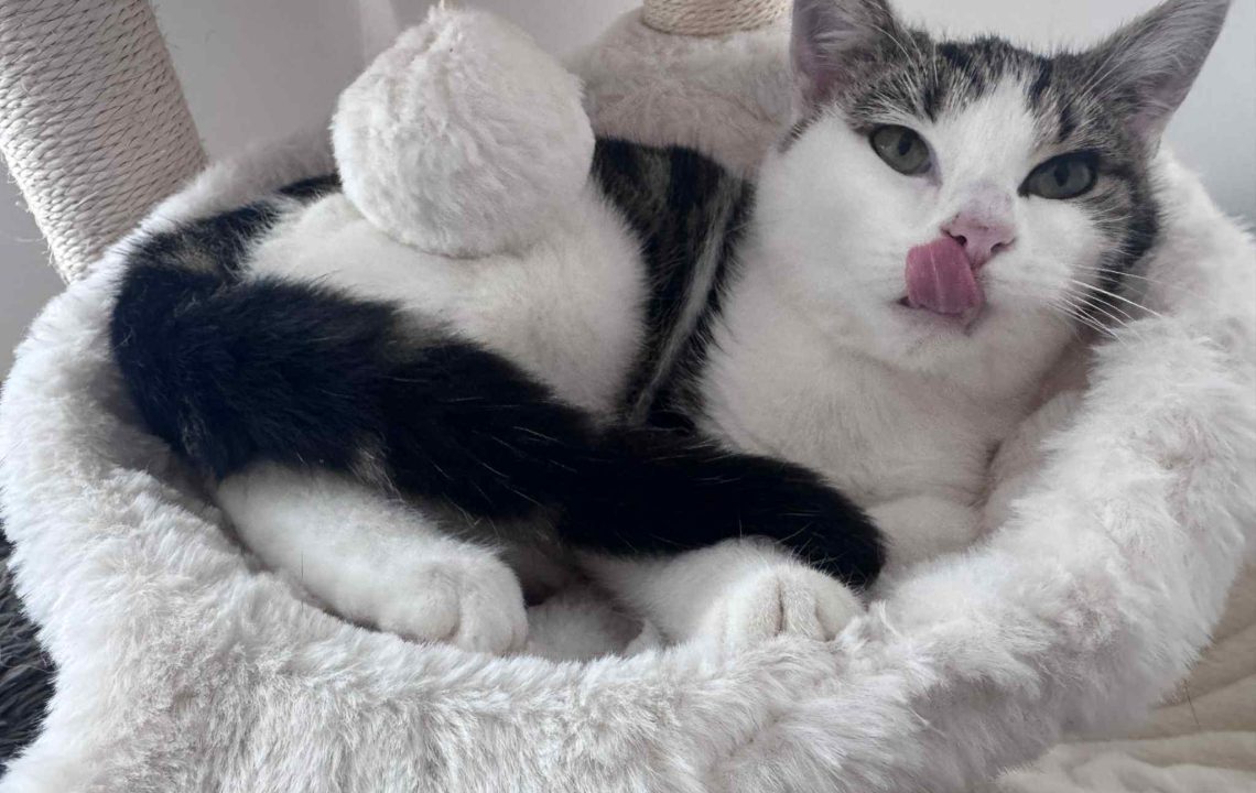Saika chat à l'adoption sous l'association les amis d'Ivar se lèche les babines.