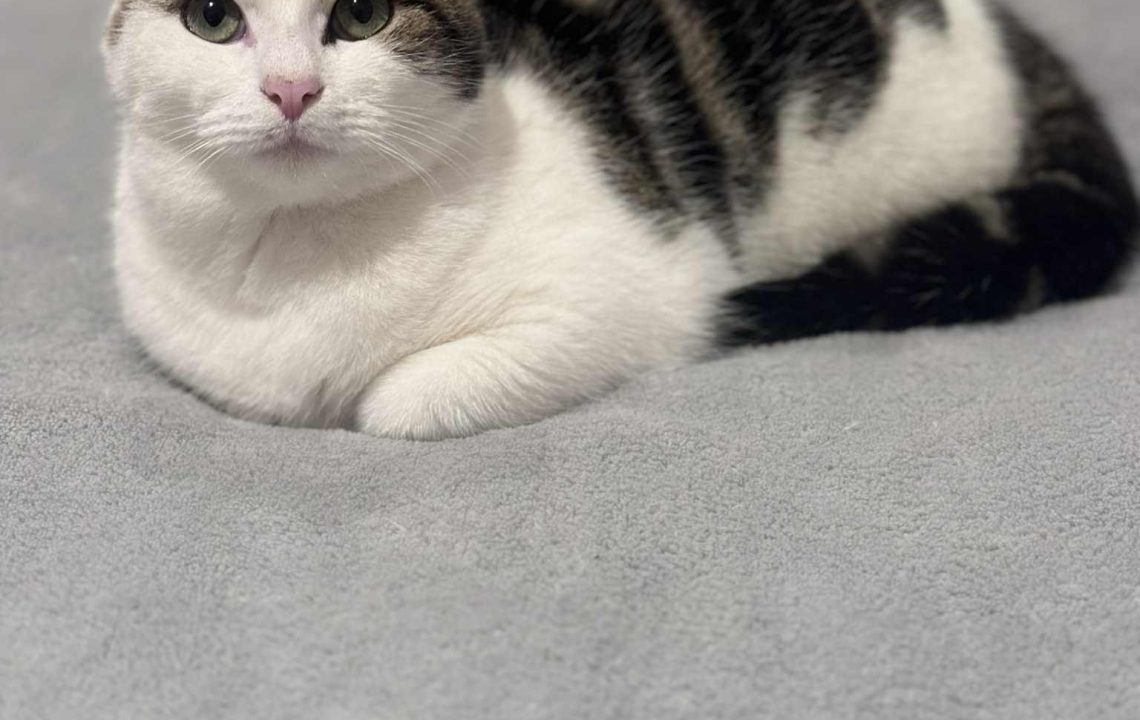 Saika prend la pose couché pour ses photos d'adoption sous l'association les amis d'Ivar.