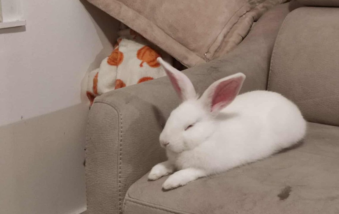 Ponpon prend la pause pour l'objectif. C'est un lapin à l'adoption sous l'association les amis d'Ivar.