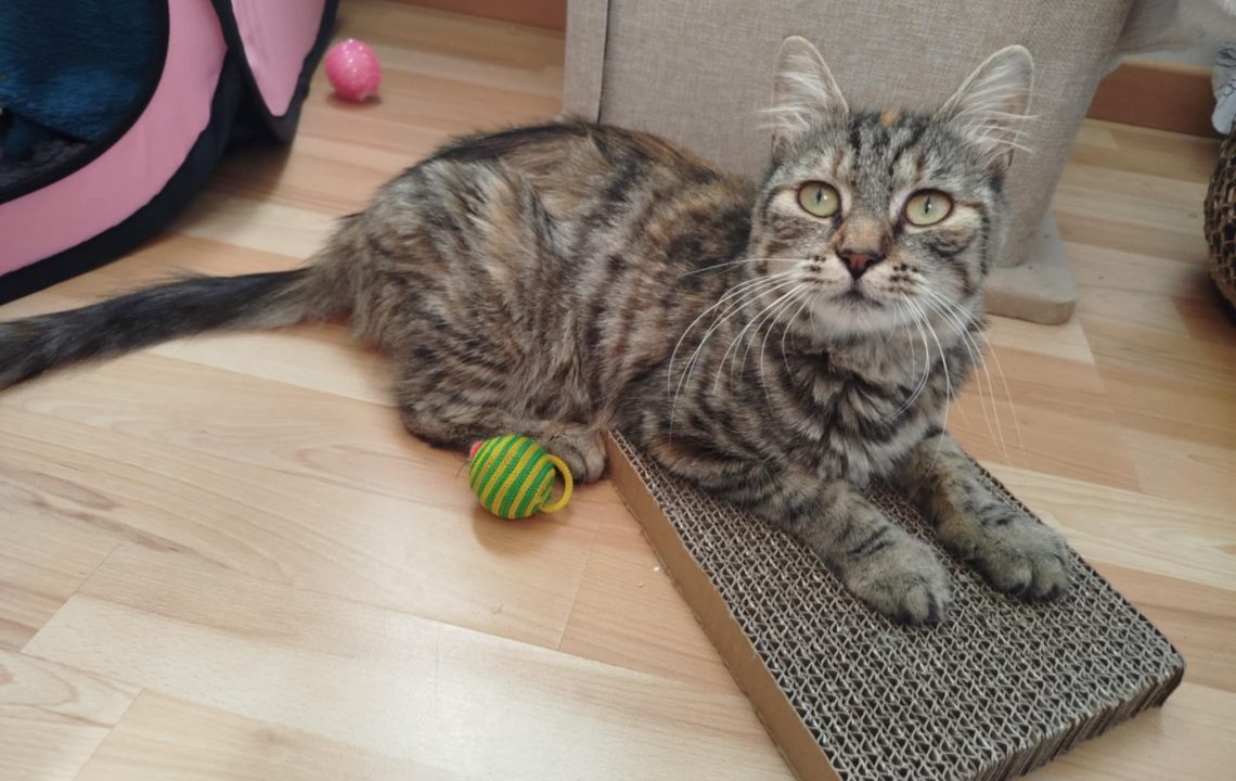 Maya couché sur son tapis regarde sa famille d'accueil qui la prend en photo.