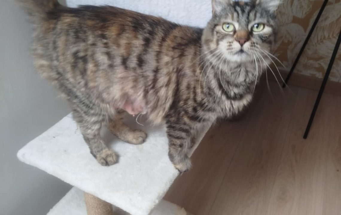 Maya à l'adoption sous l'association les amis d'ivar est un chat femelle de 2 ans. Elle est actuellement sur son arbre à chat