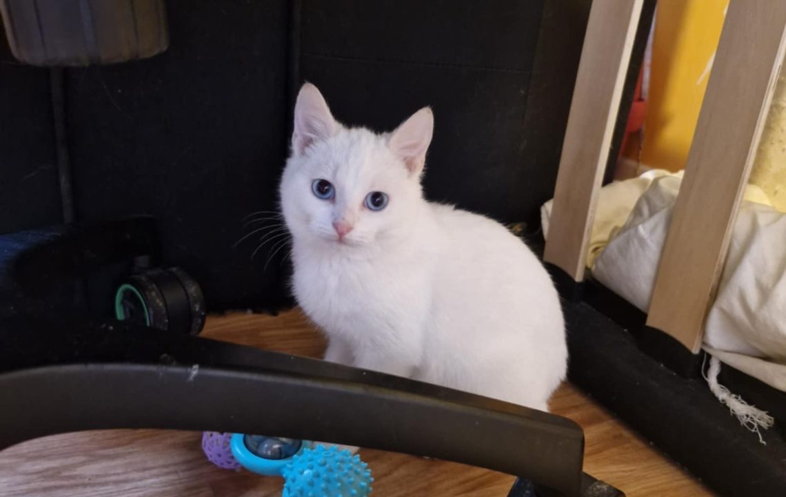 Shaun observe au loin. A l'adoption sous l'association les amis d'Ivar dans la catégorie chat.