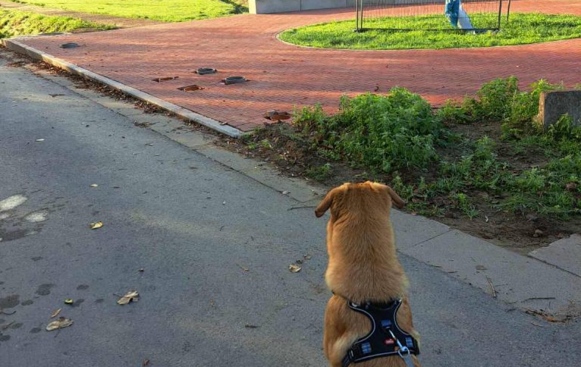Max regarde au loin. C'est un chien à l'adoption sous l'association les amis d'Ivar