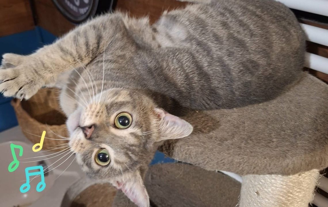 Fly nous montre toute sa beauté, chat à l'adoption sous les amis d'Ivar