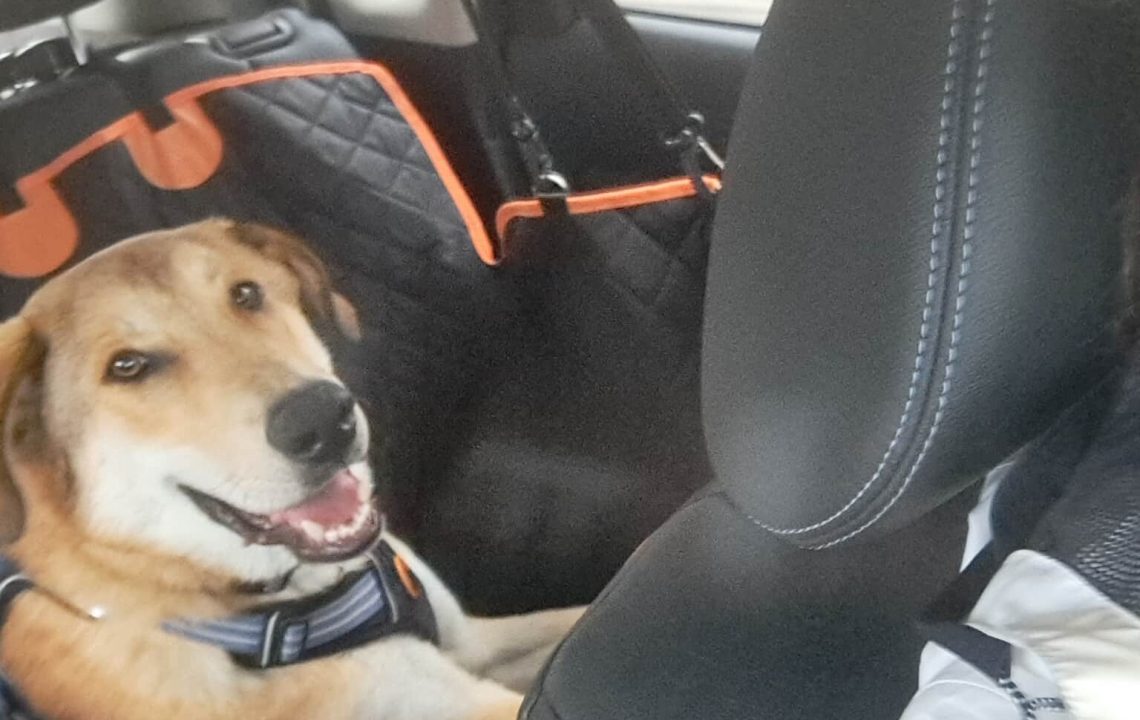 Max profite d'une promenade en voiture.