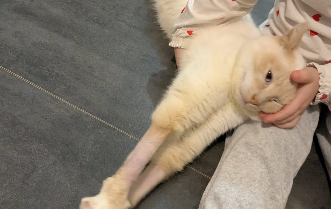 La jolie neige profite d'un moment de tendresse avec la fille de sa famille d'accueil.