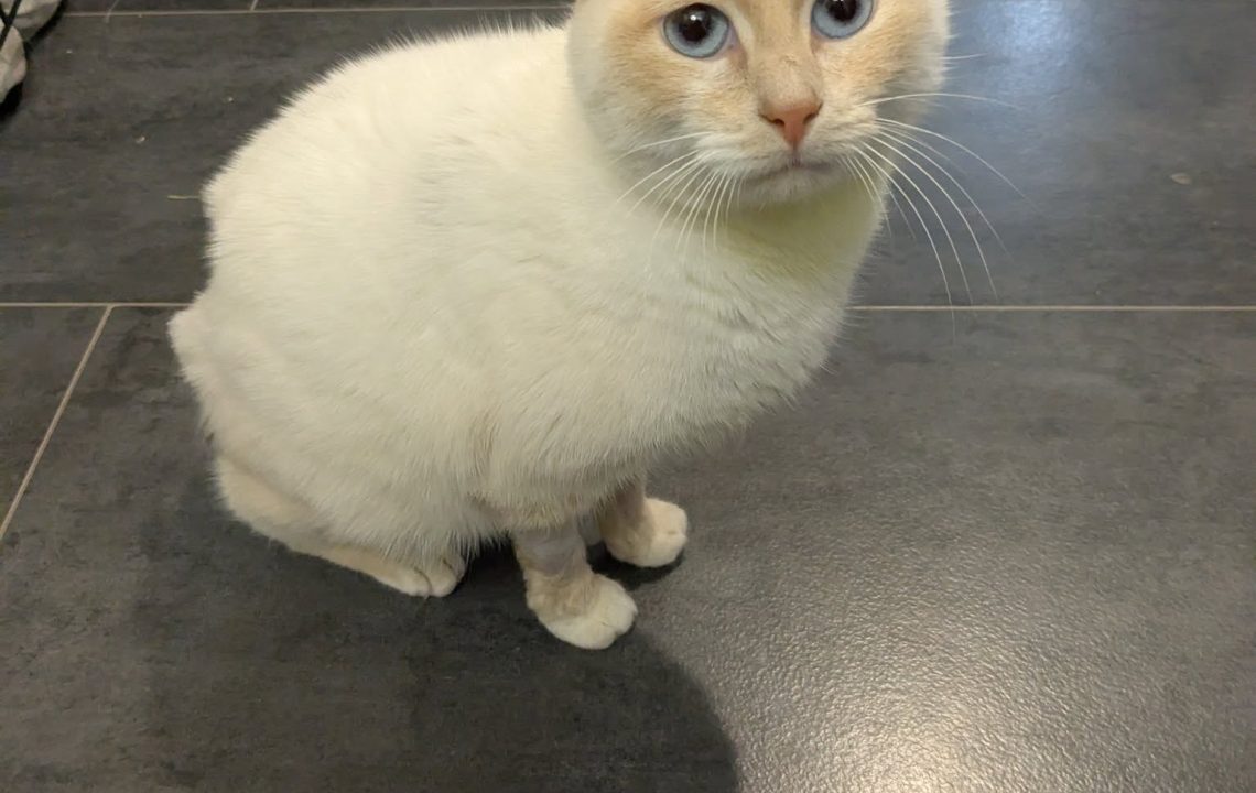 Neige chat à l'adoption femelle sous l'association les amis d'Ivar nous regarde avec ses beau yeux bleu cyan.