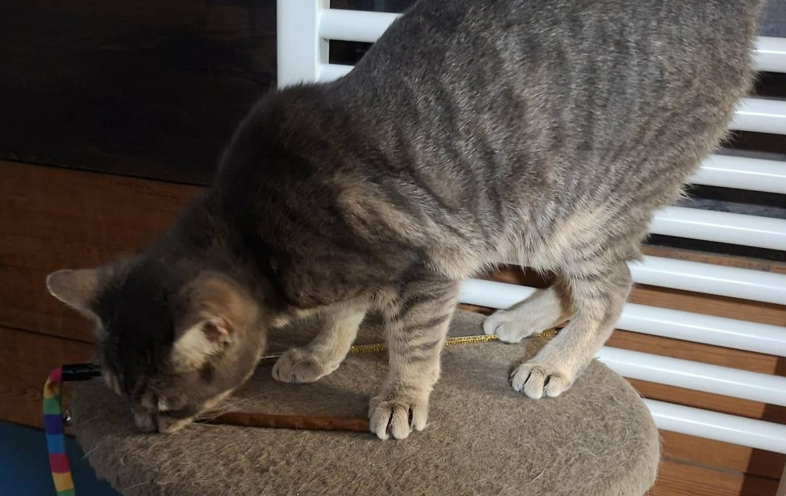 Fly chat à l'adoption sous l'association les amis d'Ivar renifle son jouet.