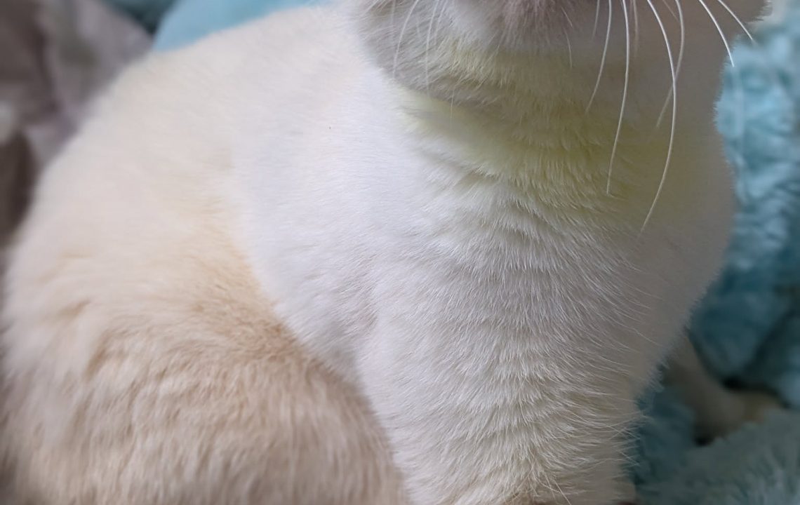 Neige nous montre toute sa beauté.