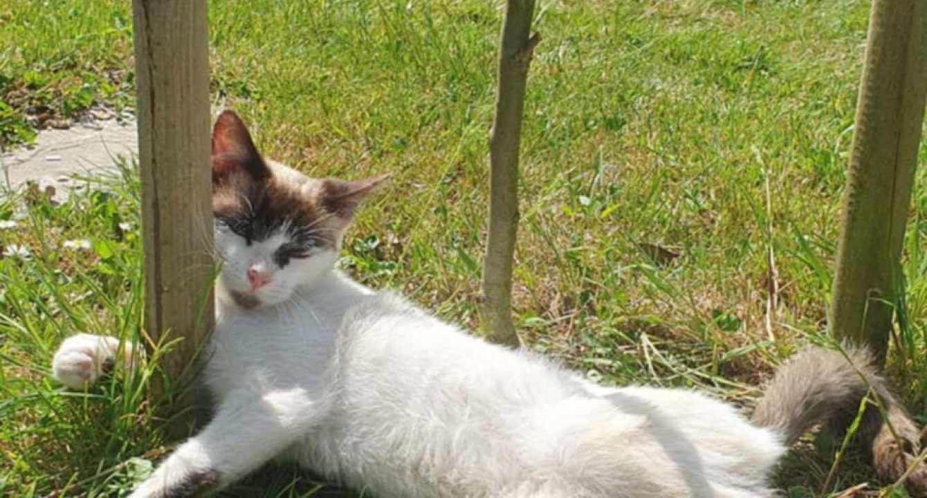 Oust_Les_amis_D_Ivar_association_chat__chat_male_europeen_tigre_adoption