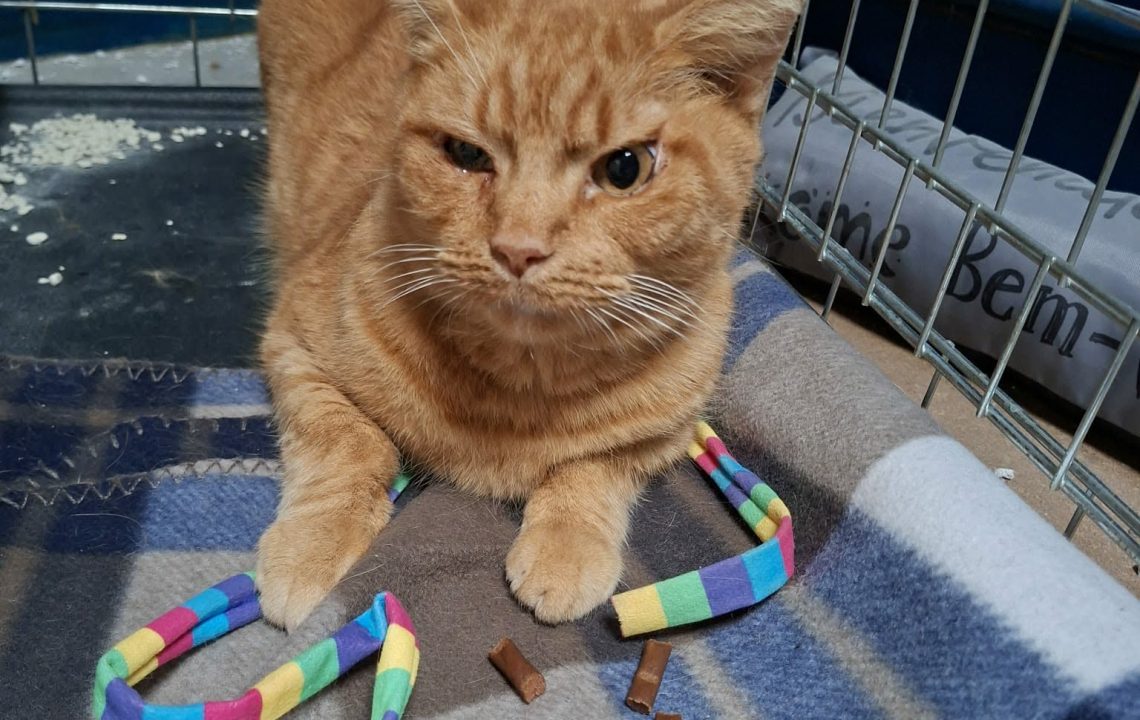 Hamlet chat dans son panier disponible via l'association les amis d'Ivar