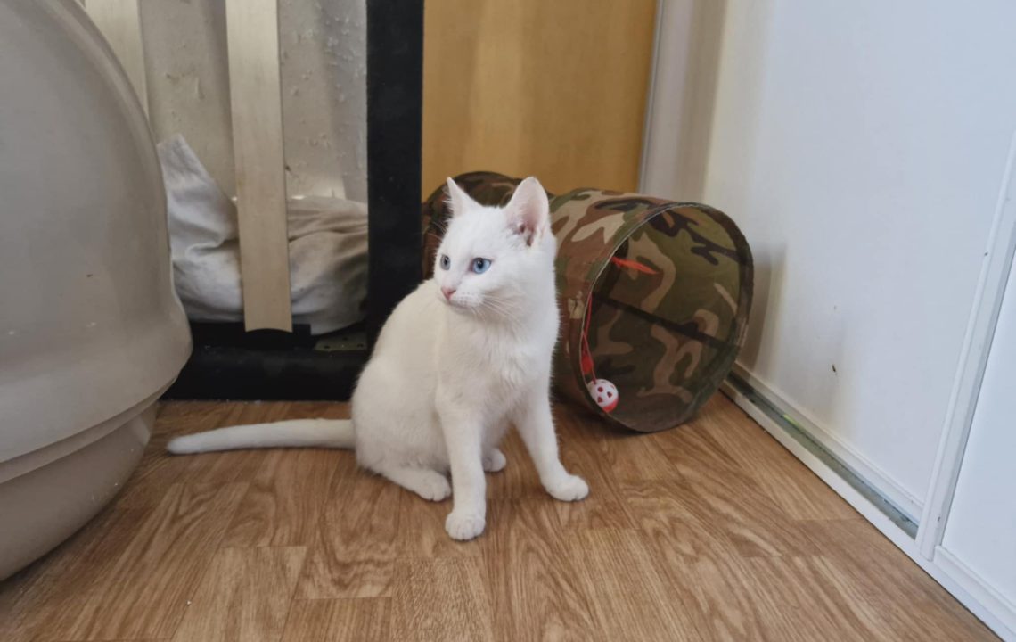 Océane regarde sur le côté, c'est un chat à l'adoption sous l'association les amis d'Ivar dans la catégorie chat.