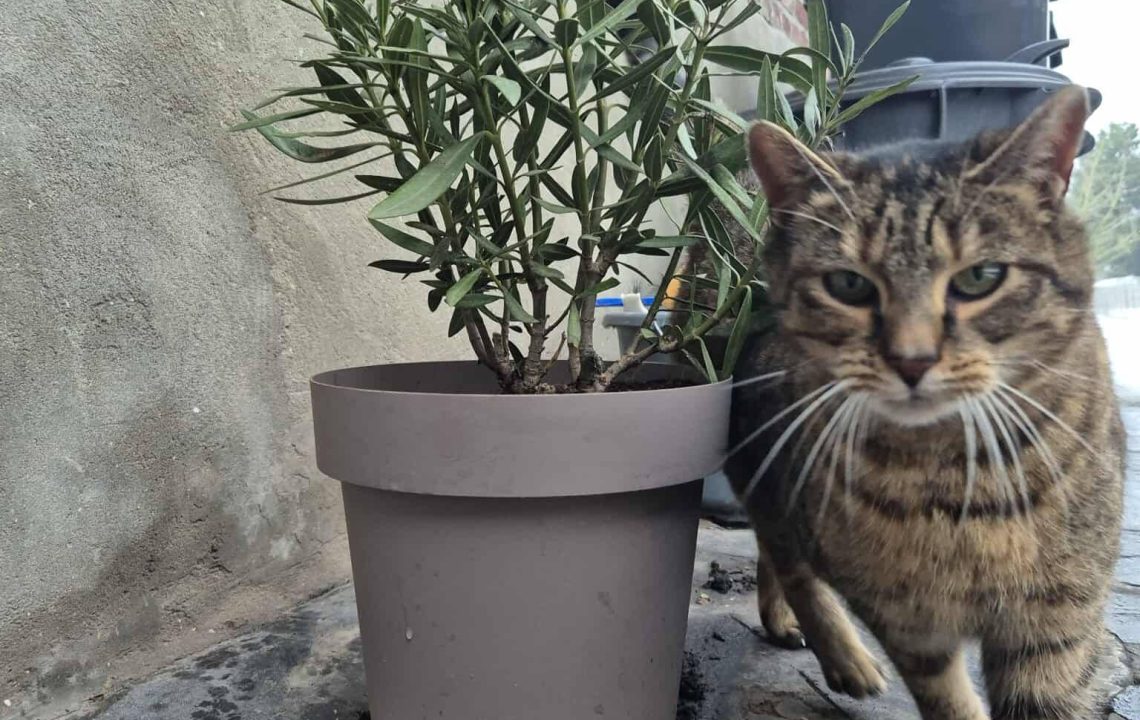 611343886_1297518592412182_1048915900650178672_n