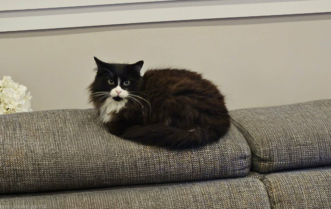 651694428_1349175470579827_2278845915703985879_n