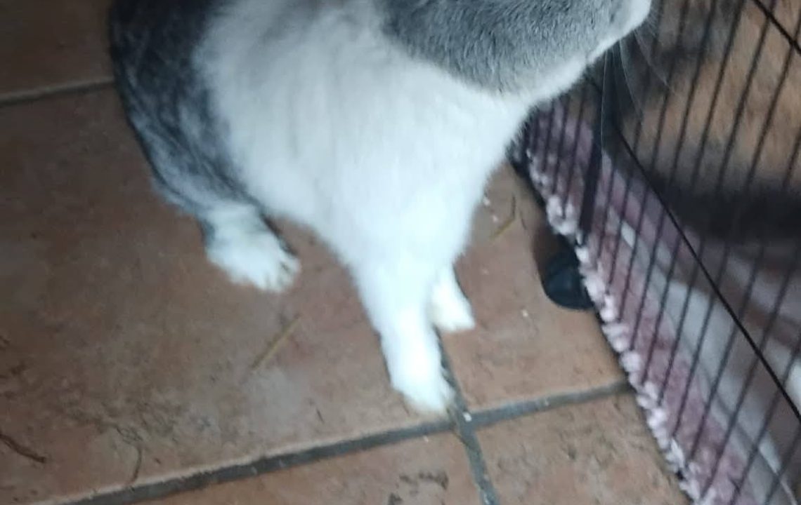 654218404_1353766803454027_5680778149733957943_n