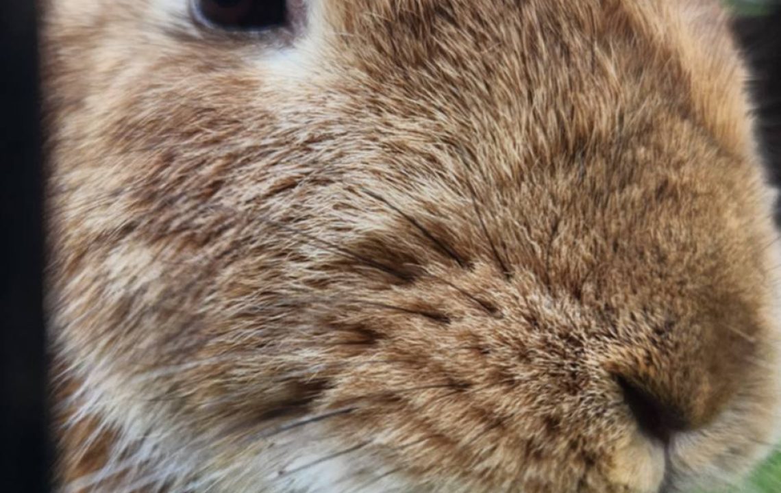 655990691_1356136806550360_3510063275336846110_n