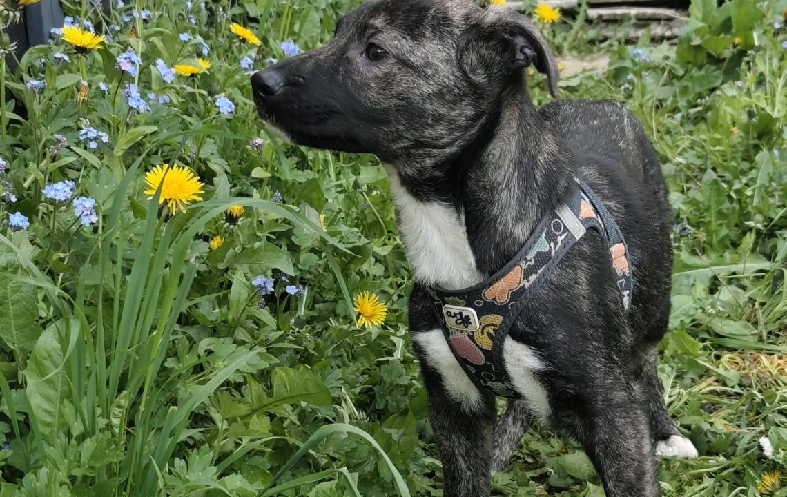 678351313_1385966846900689_6470229460990610760_n