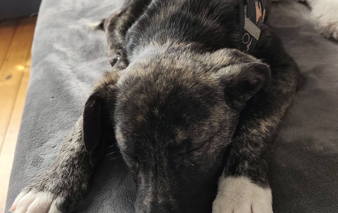 678925840_1385966793567361_4163496043692034720_n