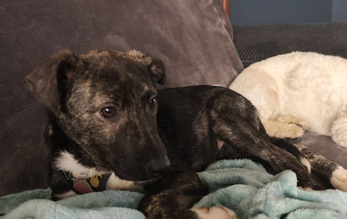 678993028_1385966903567350_4971152828000032204_n