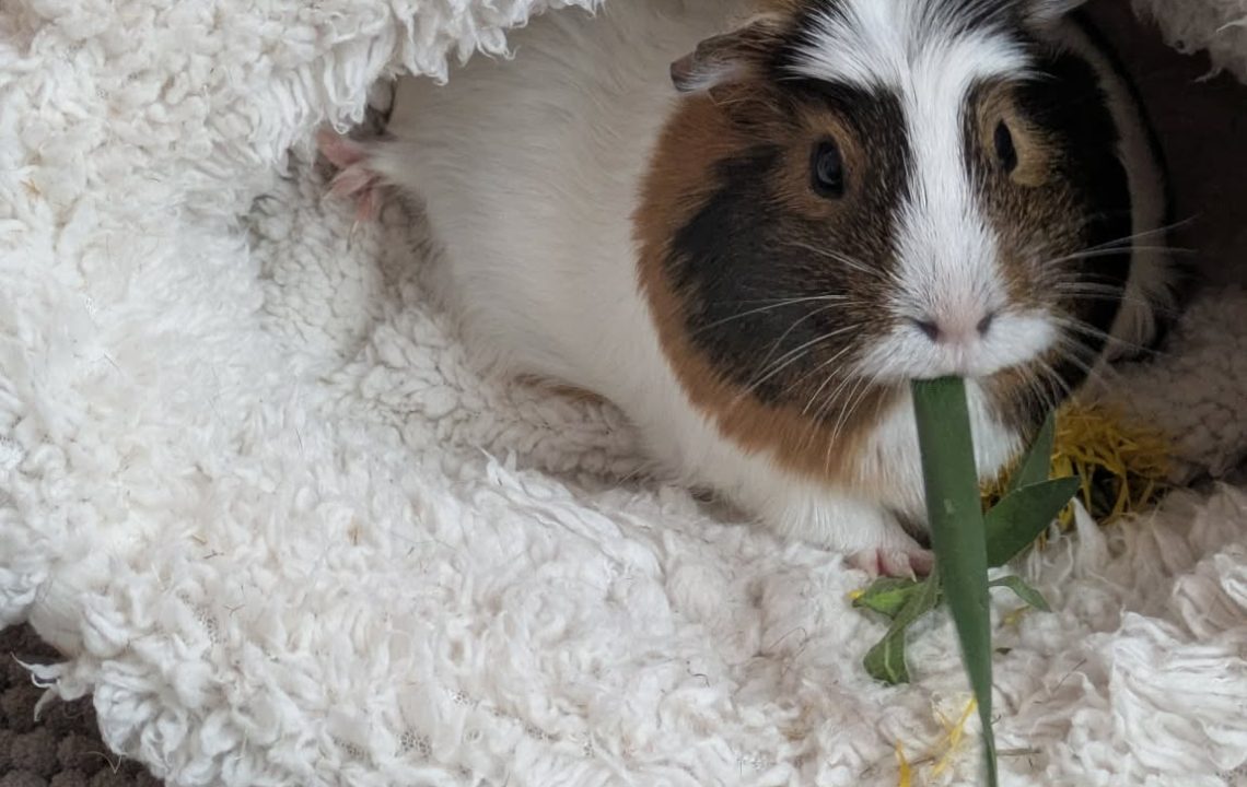 679695529_1384104143753626_6187162318475670114_n