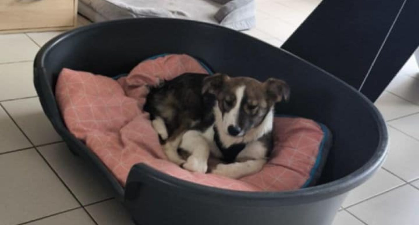 Tracey_Les_amis_D_Ivar_association_Chien_adoption