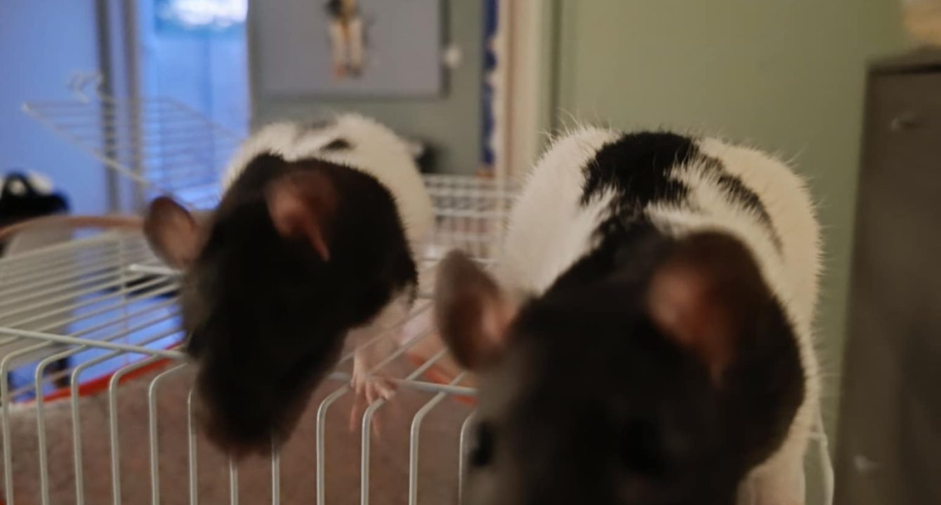 Aby et Azra_rats_NAC_femelle_adoption_les_amis_d_ivar