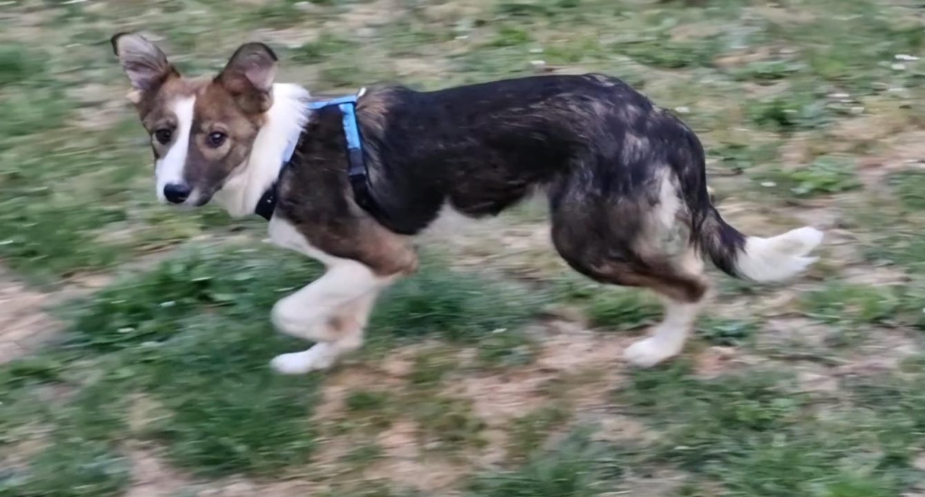 Tracey_Les_amis_D_Ivar_association_Chien_adoption