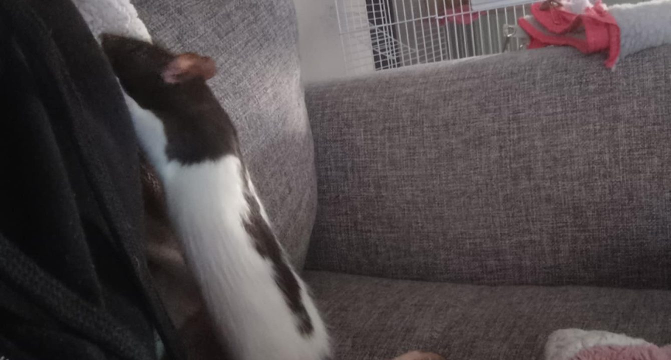 Aby et Azra_rats_NAC_femelle_adoption_les_amis_d_ivar