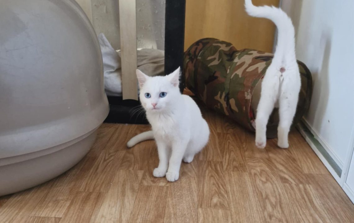 Océane regarde sur le côté, c'est un chat à l'adoption sous l'association les amis d'Ivar dans la catégorie chat.