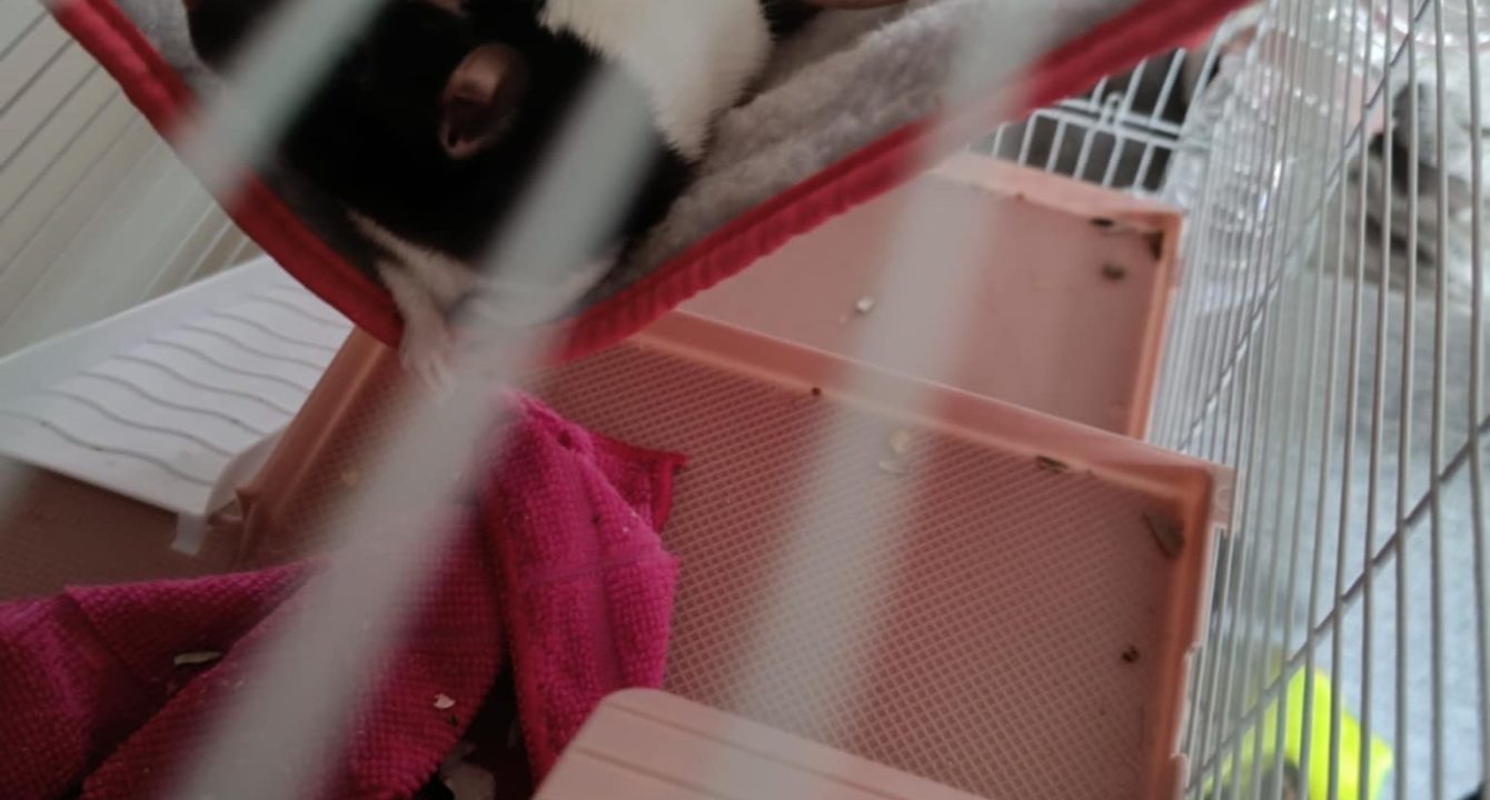 Aby et Azra_rats_NAC_femelle_adoption_les_amis_d_ivar
