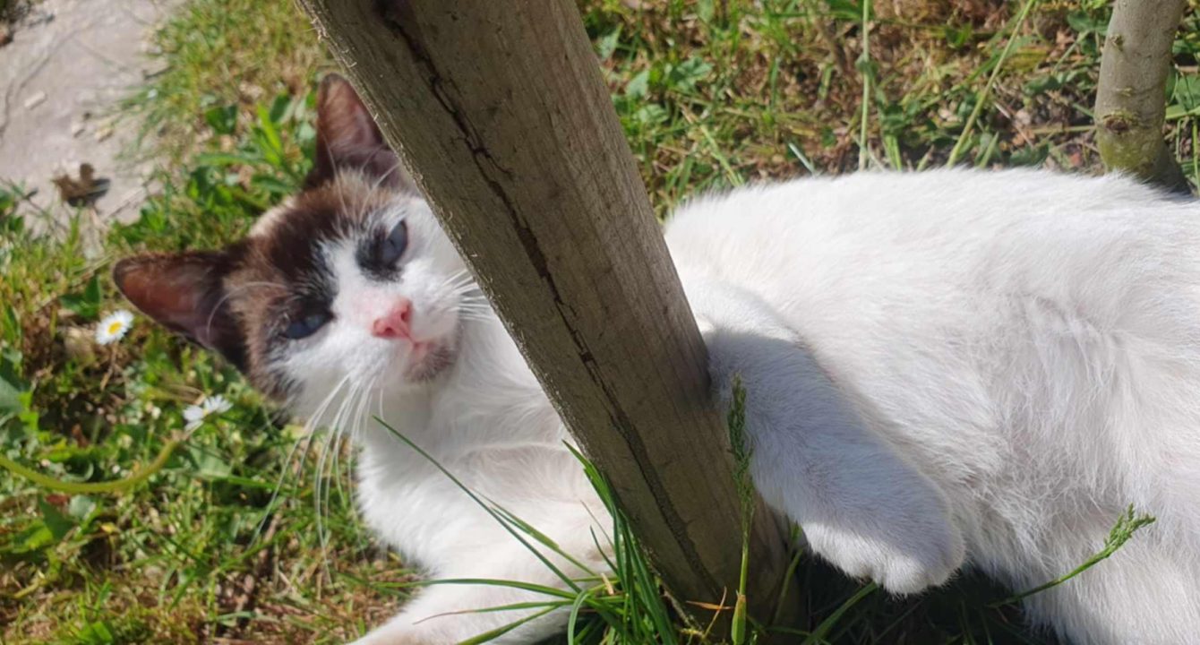 Oust_Les_amis_D_Ivar_association_chat__chat_male_europeen_tigre_adoption