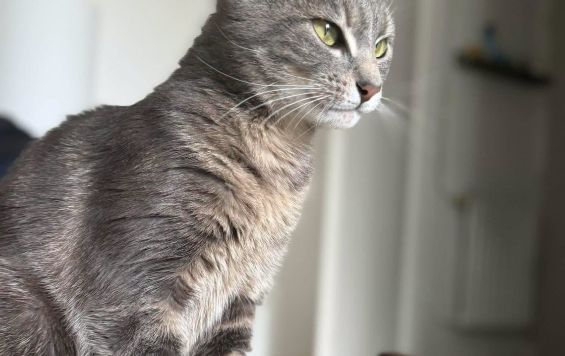 Aiz est une chatte de 2 ans pleine de charme et de personnalité, actuellement située à Billy-Montigny