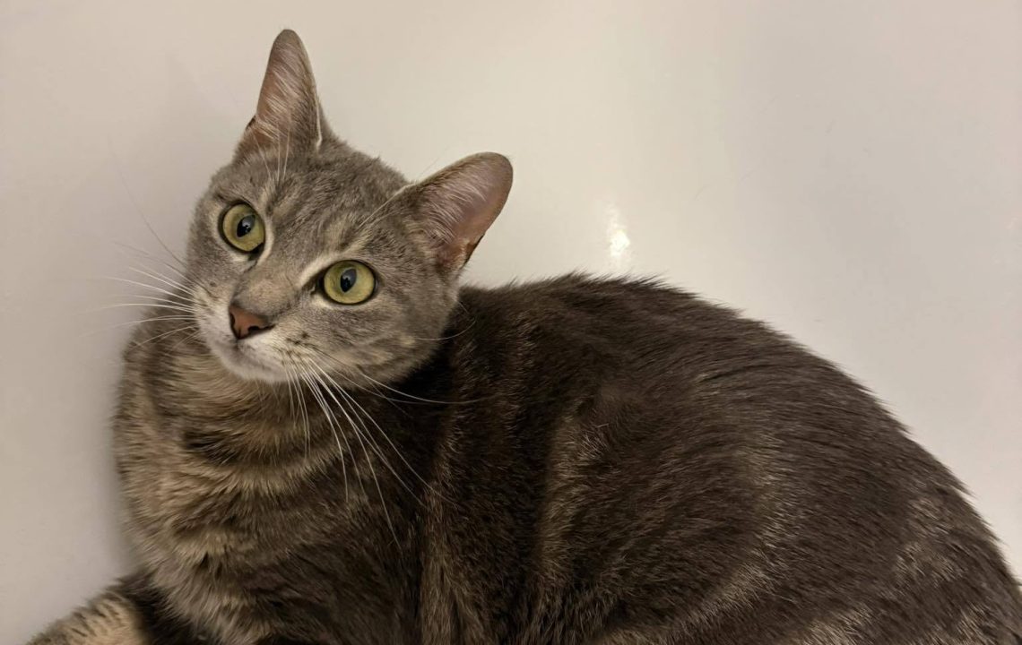 Aiz est une chatte de 2 ans pleine de charme et de personnalité, actuellement située à Billy-Montigny