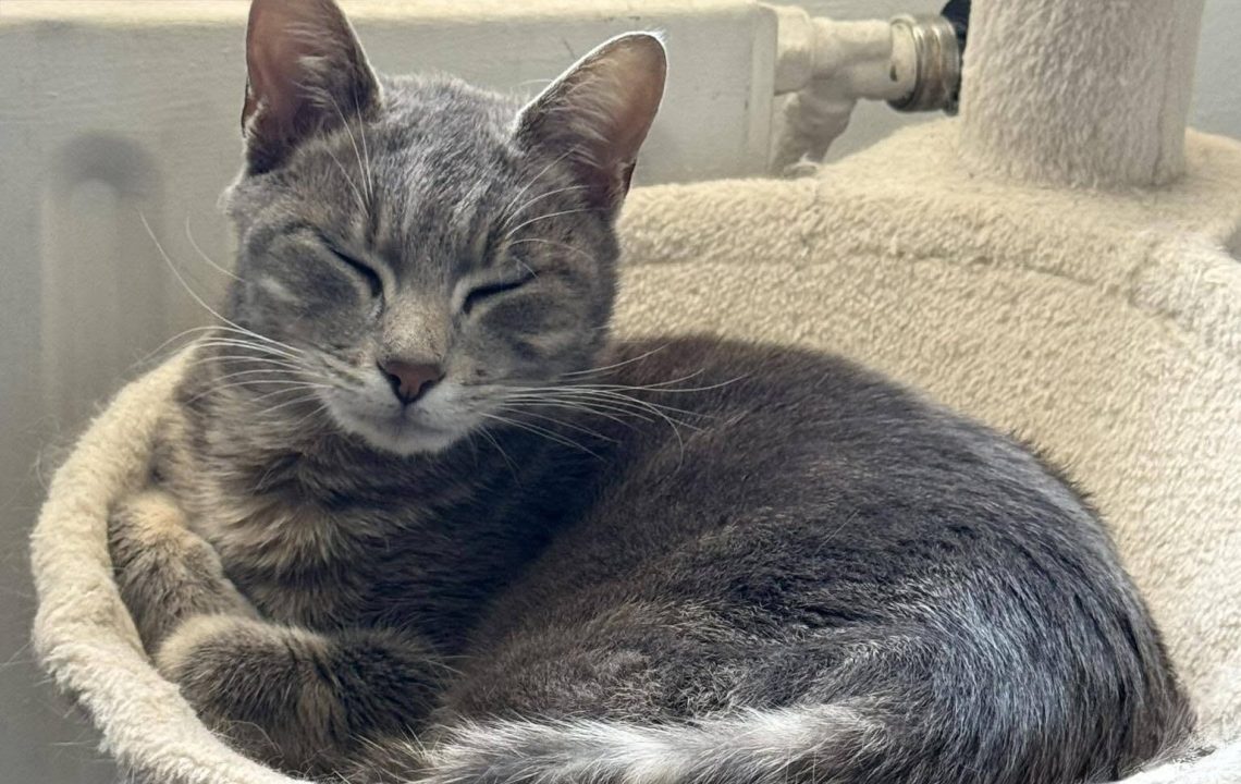Aiz est une chatte de 2 ans pleine de charme et de personnalité, actuellement située à Billy-Montigny