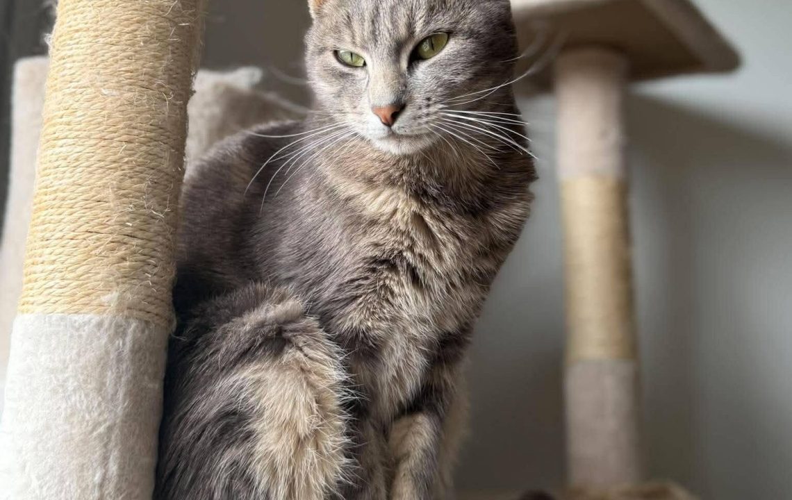 Aiz est une chatte de 2 ans pleine de charme et de personnalité, actuellement située à Billy-Montigny