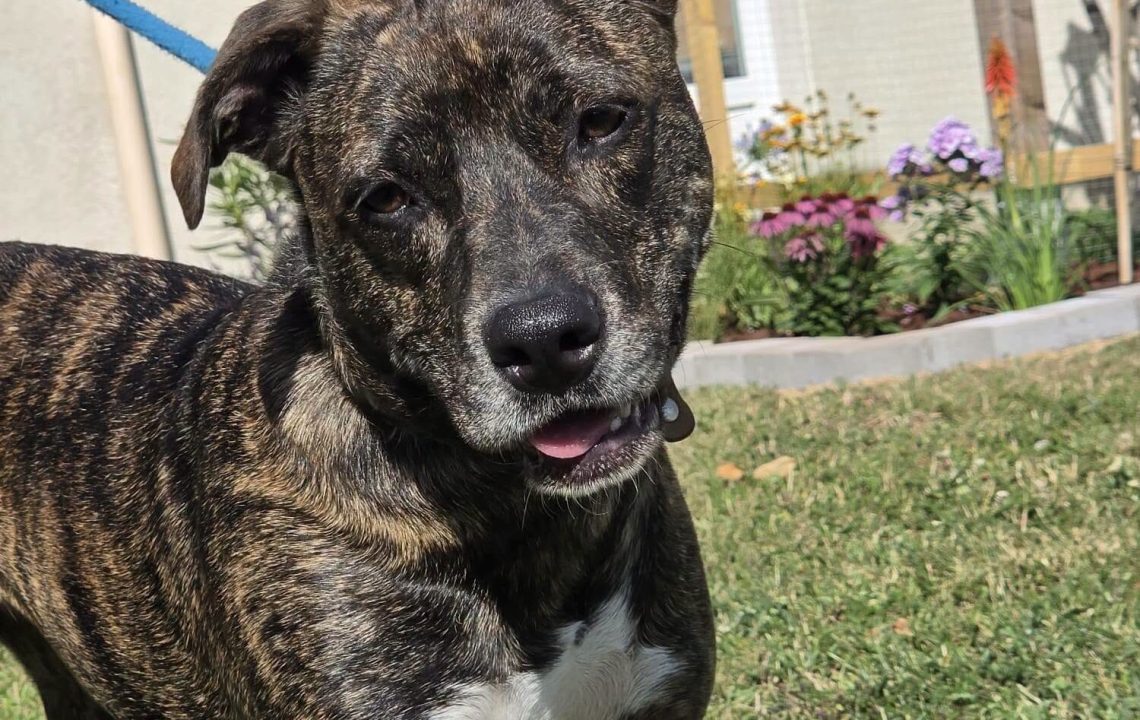 Aby jeune chien à l'adoption avec les amis d'ivar