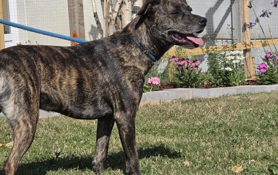 Aby jeune chien à l'adoption avec les amis d'ivar